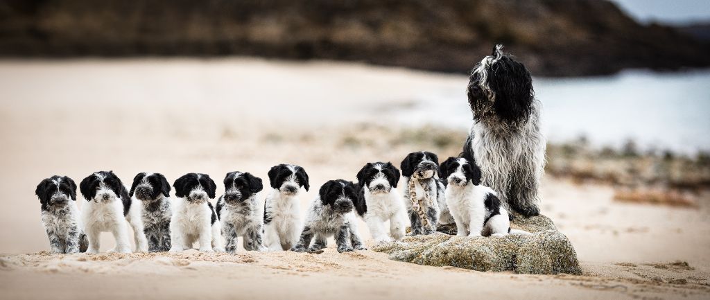 chiot Schapendoes Des Loustics De Pen Ar Bed