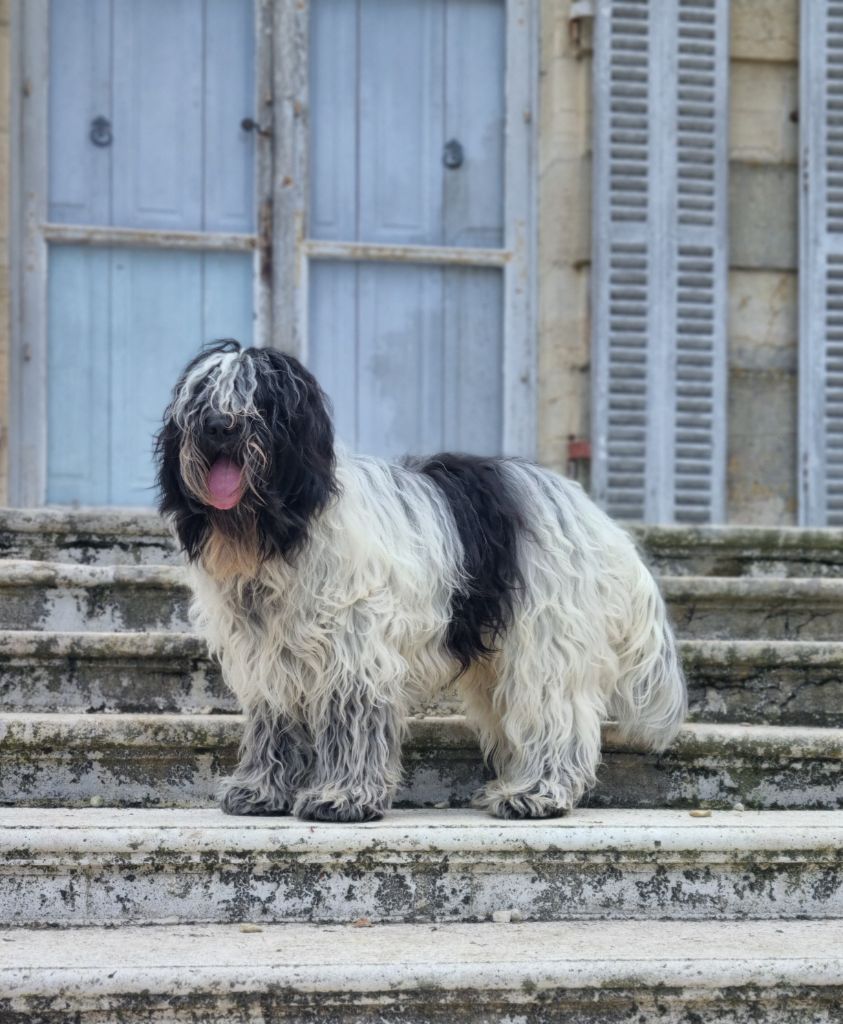 CH. Vince  Des Loustics De Pen Ar Bed