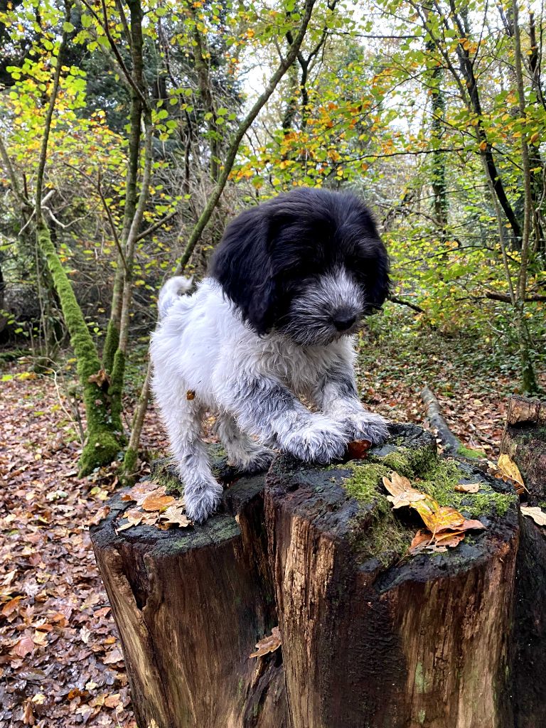 Des Loustics De Pen Ar Bed - Chiots disponibles - Schapendoes