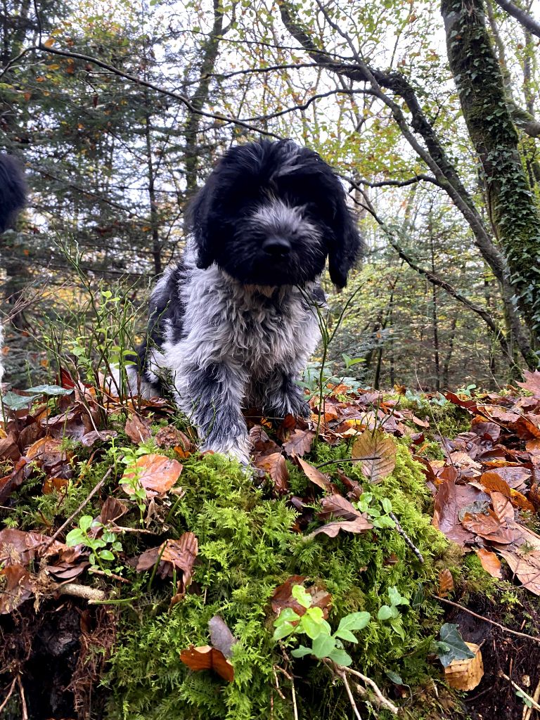 Des Loustics De Pen Ar Bed - Chiots disponibles - Schapendoes