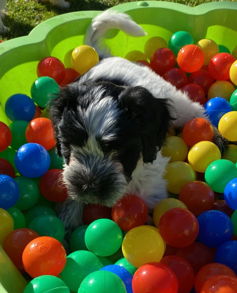 Des Loustics De Pen Ar Bed - Chiots disponibles - Schapendoes