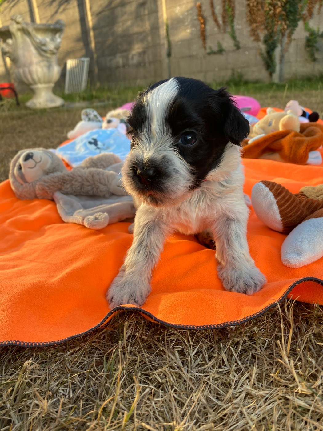 Des Loustics De Pen Ar Bed - Chiots disponibles - Schapendoes
