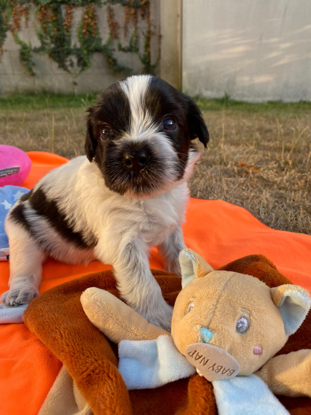 Des Loustics De Pen Ar Bed - Chiots disponibles - Schapendoes