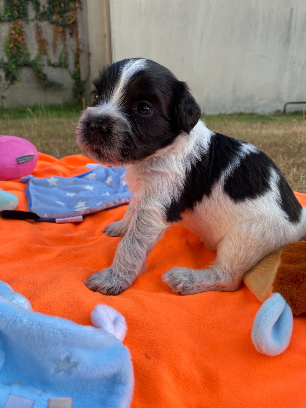 Des Loustics De Pen Ar Bed - Chiots disponibles - Schapendoes