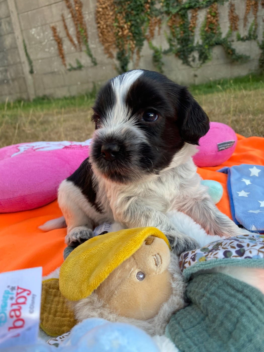 Des Loustics De Pen Ar Bed - Chiots disponibles - Schapendoes