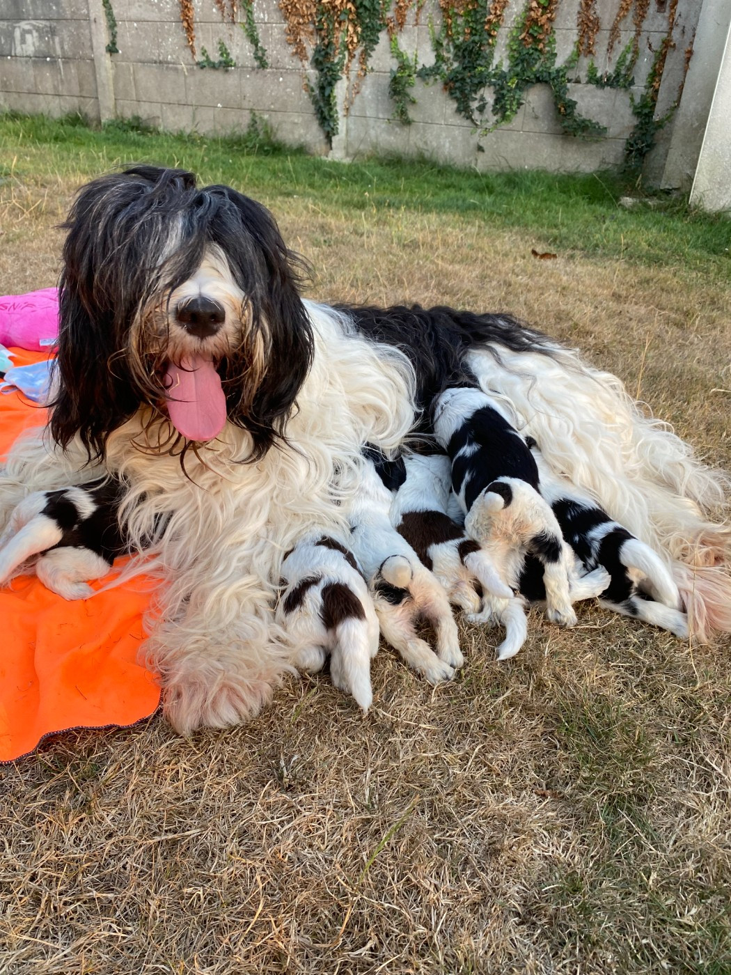 Chiot Schapendoes Des Loustics De Pen Ar Bed