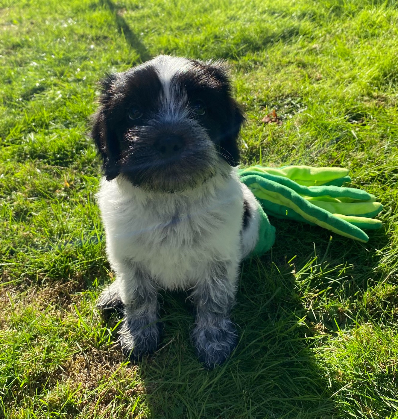Des Loustics De Pen Ar Bed - Chiots disponibles - Schapendoes