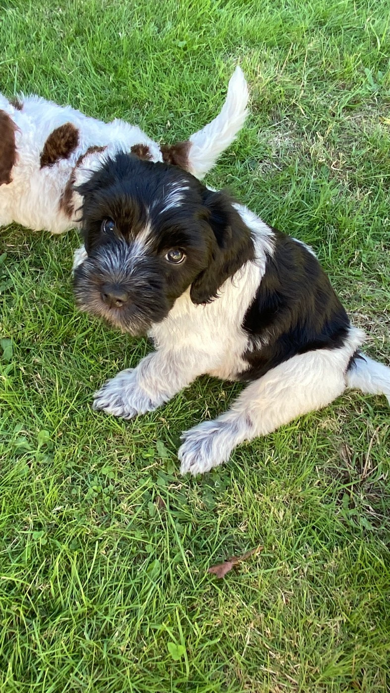Des Loustics De Pen Ar Bed - Chiots disponibles - Schapendoes