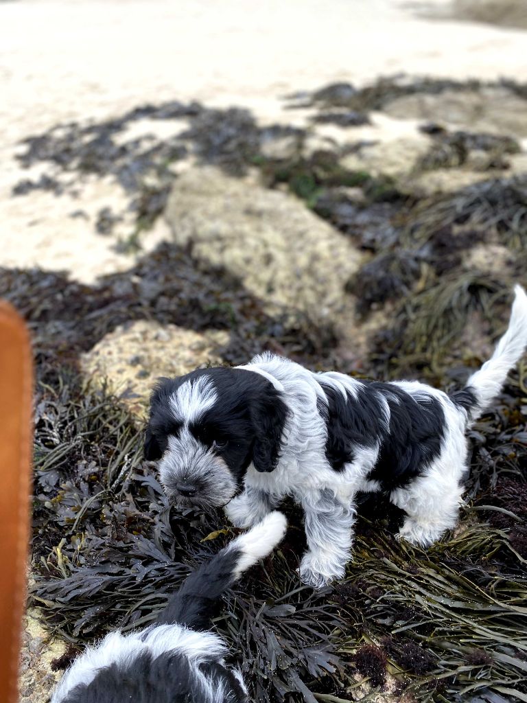 Des Loustics De Pen Ar Bed - Chiots disponibles - Schapendoes