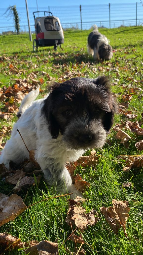 Des Loustics De Pen Ar Bed - Chiots disponibles - Schapendoes