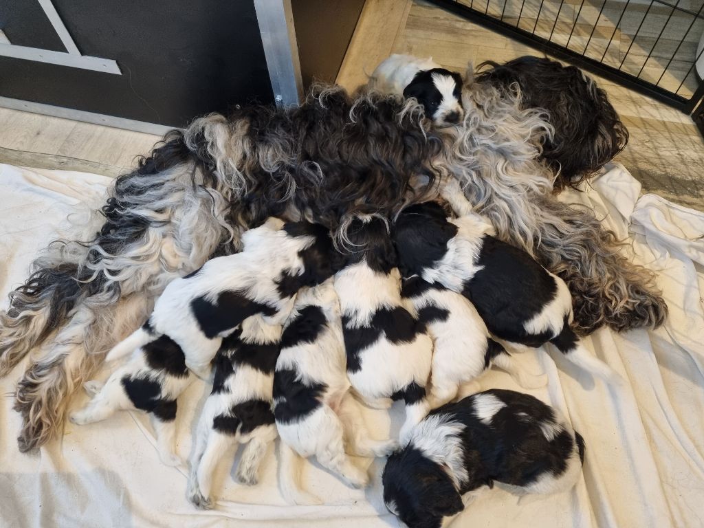 Chiot Schapendoes Des Loustics De Pen Ar Bed