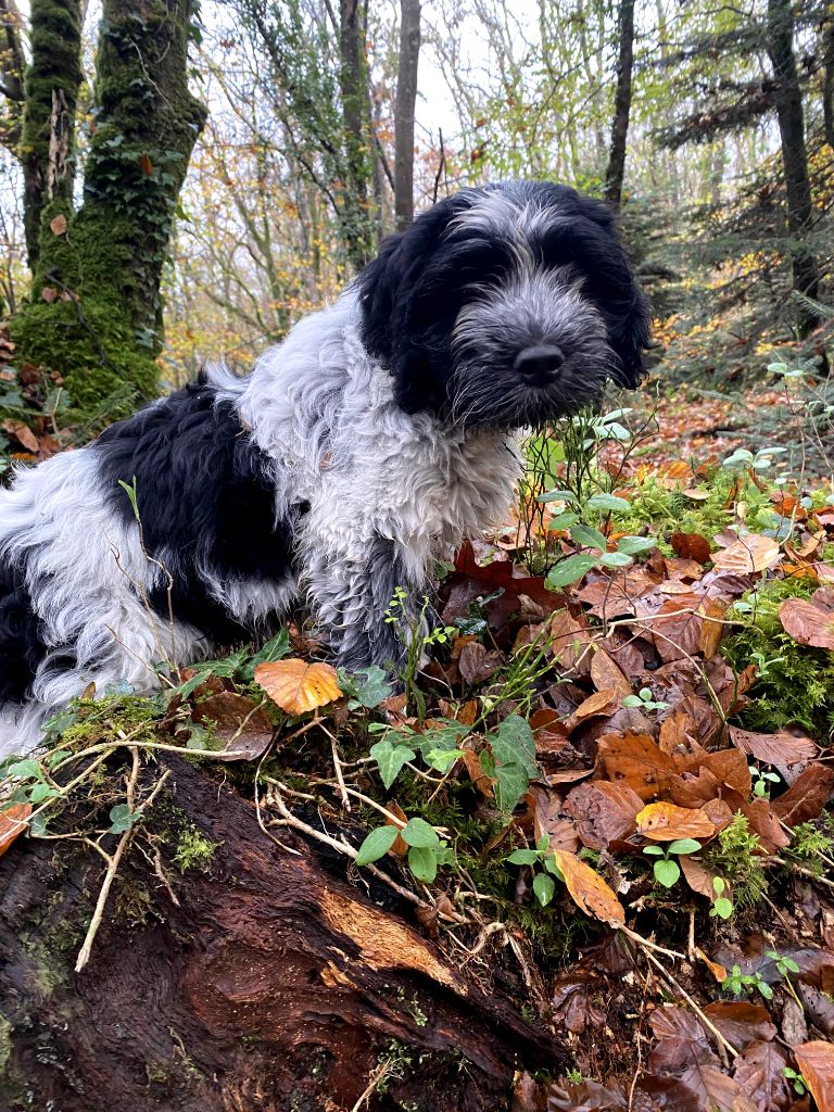 Des Loustics De Pen Ar Bed - Chiots disponibles - Schapendoes