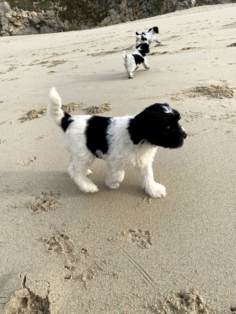 Des Loustics De Pen Ar Bed - Chiots disponibles - Schapendoes