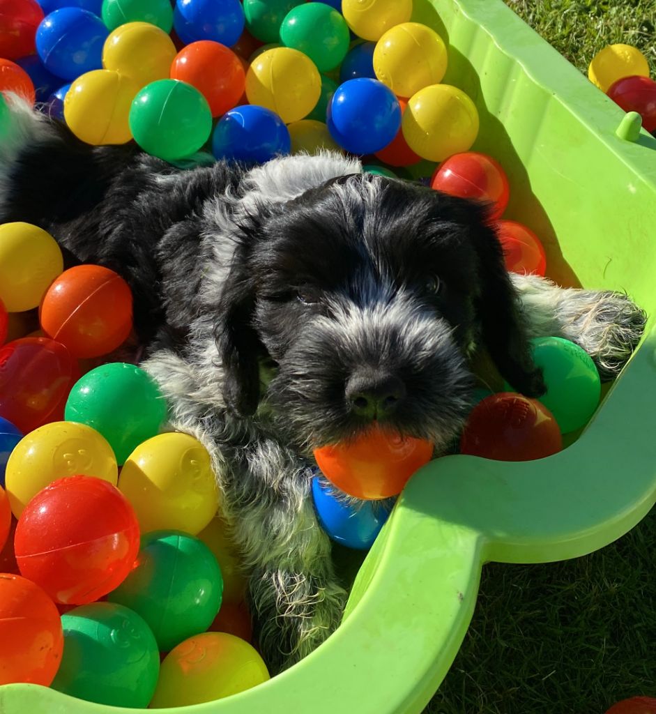 Des Loustics De Pen Ar Bed - Chiots disponibles - Schapendoes