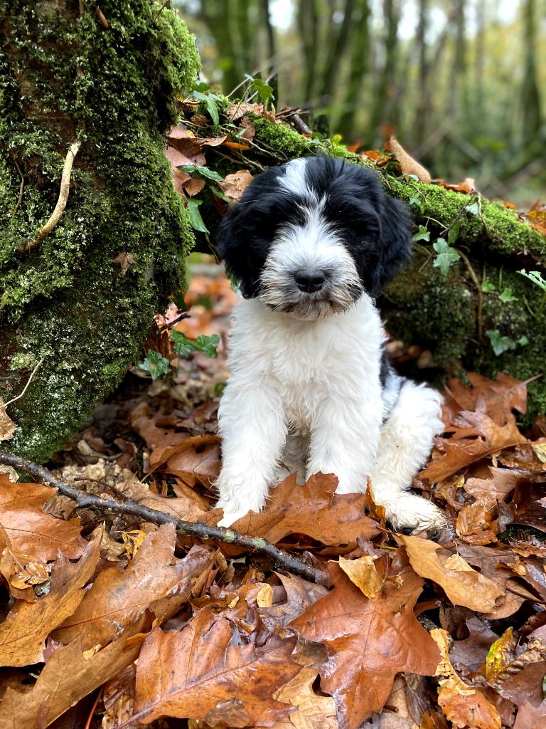 Des Loustics De Pen Ar Bed - Chiots disponibles - Schapendoes