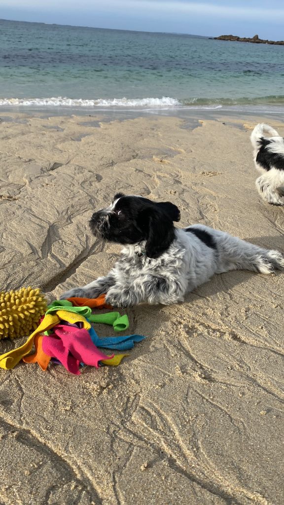 Des Loustics De Pen Ar Bed - Chiots disponibles - Schapendoes