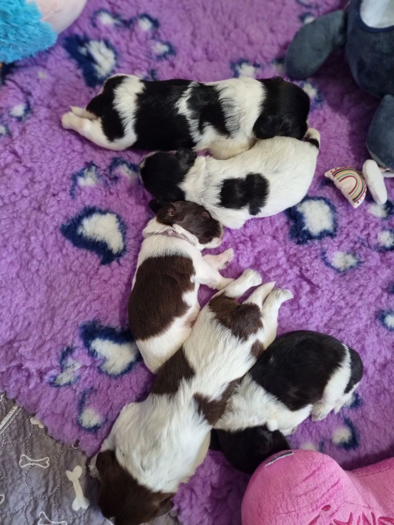 Chiot Schapendoes Des Loustics De Pen Ar Bed