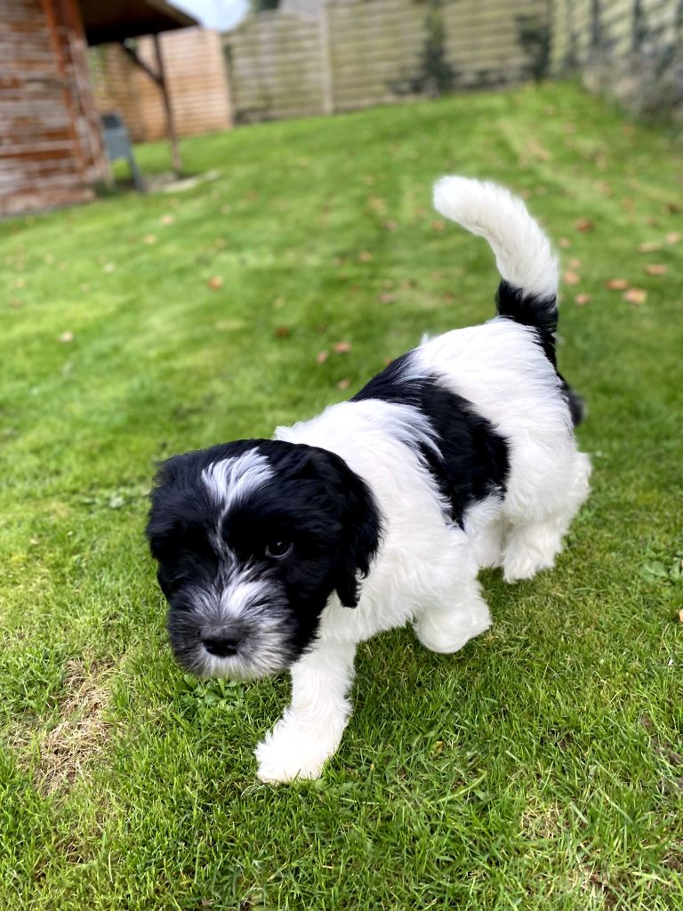 Des Loustics De Pen Ar Bed - Chiots disponibles - Schapendoes